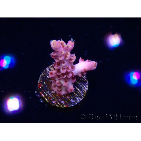 WYSIWYG RAH Acropora Moonstone 5T6