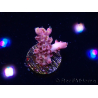 WYSIWYG RAH Acropora Moonstone