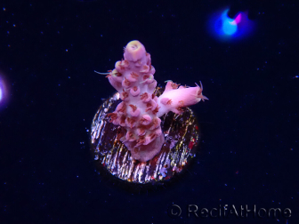 WYSIWYG RAH Acropora Moonstone 5T7