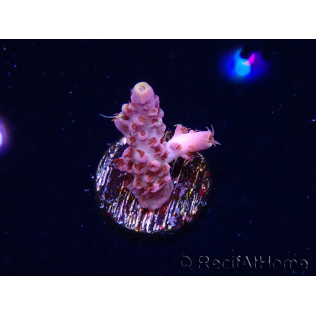 WYSIWYG RAH Acropora Moonstone 5T7