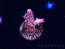 WYSIWYG RAH Acropora Moonstone 5T7