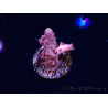 WYSIWYG RAH Acropora Moonstone
