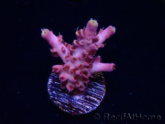 WYSIWYG RAH Acropora Moonstone 5T8