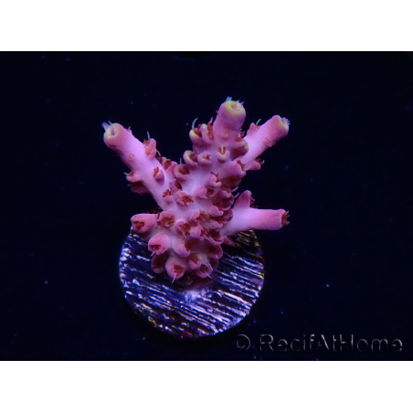 WYSIWYG RAH Acropora Moonstone