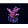 WYSIWYG RAH Acropora Moonstone
