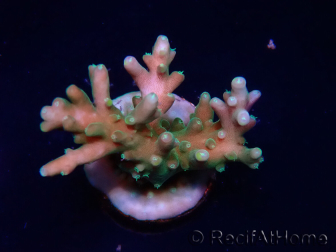 WYSIWYG LR Acropora latistella