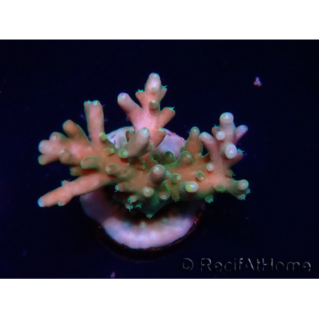WYSIWYG LR Acropora latistella 5T9