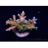 WYSIWYG LR Acropora latistella