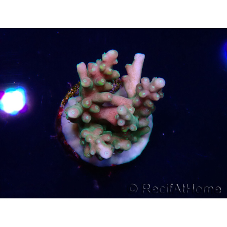 WYSIWYG LR Acropora latistella
