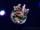 WYSIWYG LR Acropora latistella