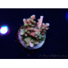WYSIWYG LR Acropora latistella