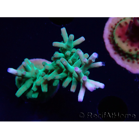 WYSIWYG ORA Acropora turaki Hawkins