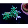 WYSIWYG ORA Acropora turaki Hawkins