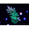 WYSIWYG ORA Acropora turaki Hawkins