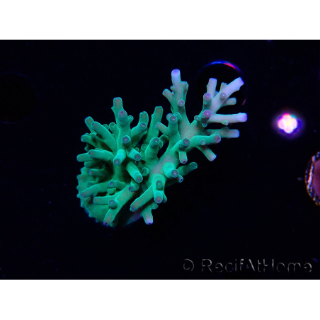 WYSIWYG ORAAcropora turaki Hawkins 5U4