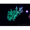 WYSIWYG ORAAcropora turaki Hawkins