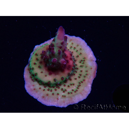 WYSIWYG RAH Acropora Nightshade 5U6