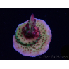 WYSIWYG RAH Acropora Nightshade 5U6