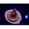 WYSIWYG RAH Acropora Nightshade