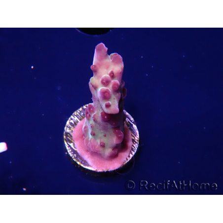 WYSIWYG RAH Acropora Nightshade