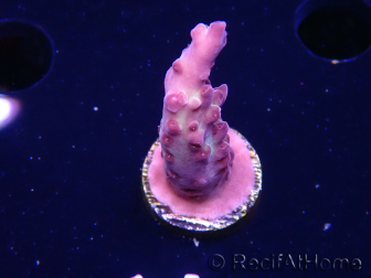 WYSIWYG RAH Acropora Nightshade 5U9