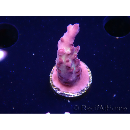 WYSIWYG RAH Acropora Nightshade 5U9