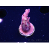 WYSIWYG RAH Acropora Nightshade 5U9