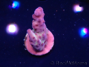 WYSIWYG RAH Acropora Nightshade