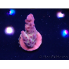 WYSIWYG RAH Acropora Nightshade