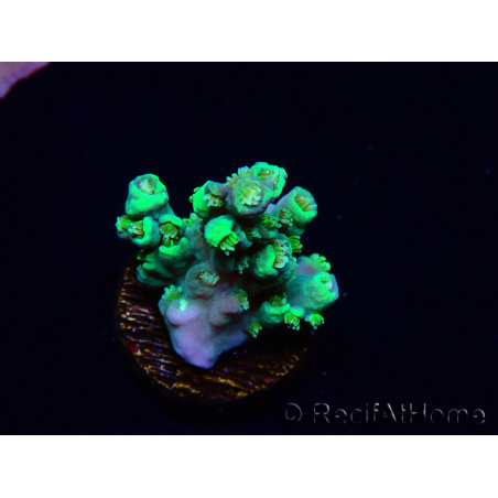 WYSIWYG RAH Acropora Plutonium 5Y7