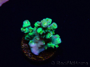 WYSIWYG RAH Acropora Plutonium 5Y7