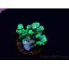 WYSIWYG RAH Acropora Plutonium 5Y7