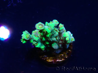WYSIWYG RAH Acropora Plutonium 5Y8