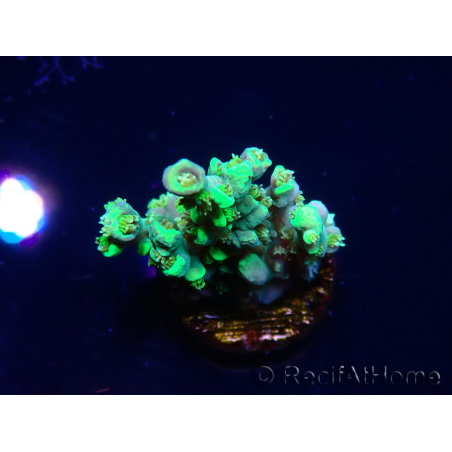 WYSIWYG RAH Acropora Plutonium 5Y8