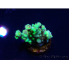 WYSIWYG RAH Acropora Plutonium 5Y8