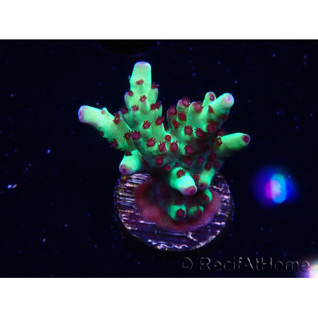 WYSIWYG RAH Acropora Bogani 5V6