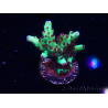 WYSIWYG RAH Acropora Bogani 5V6
