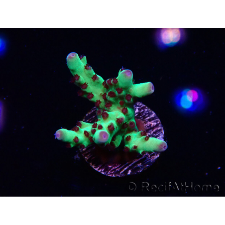 WYSIWYG RAH Acropora Bogani 5V7