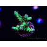 WYSIWYG RAH Acropora Bogani 5V7