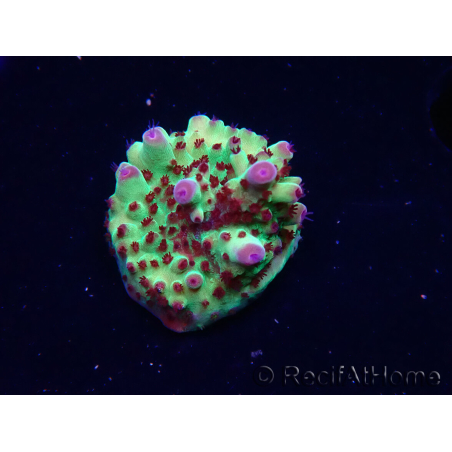 WYSIWYG RAH Acropora Bogani 5V8