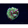 WYSIWYG RAH Acropora Bogani 5V8