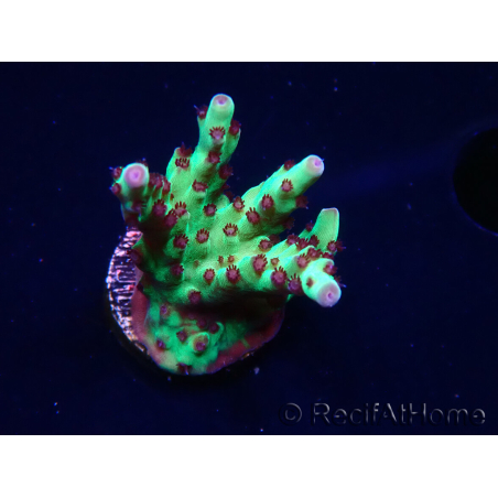 WYSIWYG RAH Acropora Bogani 5V9