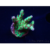 WYSIWYG RAH Acropora Bogani 5V9