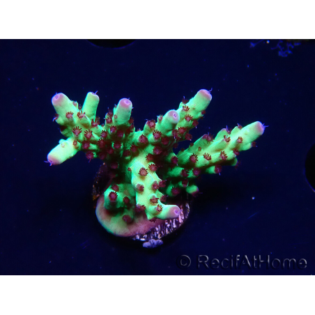 WYSIWYG RAH Acropora Bogani 5V10