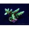 WYSIWYG RAH Acropora Bogani