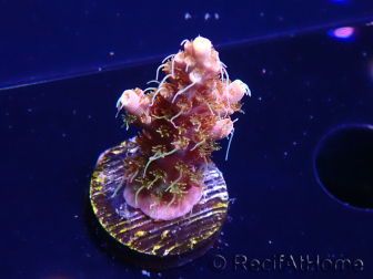 WYSIWYG AK Acropora Bill Murray