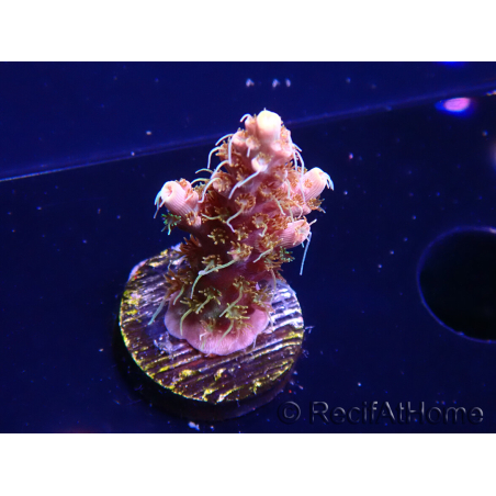 WYSIWYG AK Acropora Bill Murray