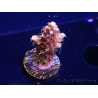 WYSIWYG CC Acropora Vodoo Majick 5Q10