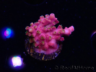 WYSIWYG RAH Acropora Stained Glass 5R
