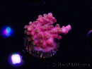 WYSIWYG RAH Acropora Stained Glass 5R6
